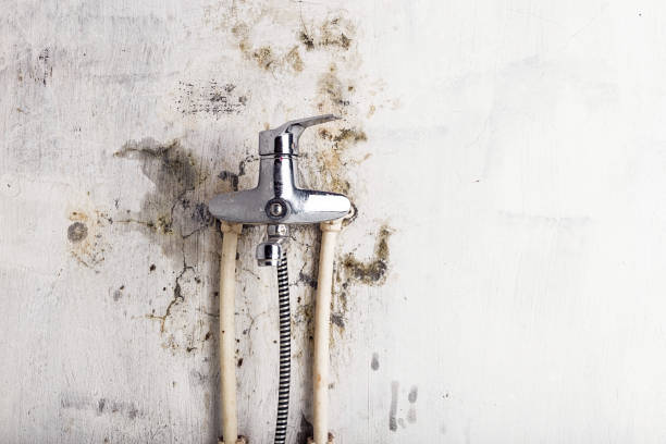 Best Toxic Mold Removal  in Dover, NH