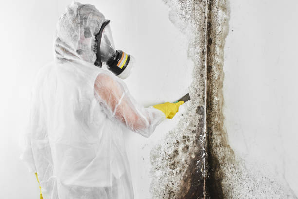 Best Mold Cleaning Services  in Dover, NH