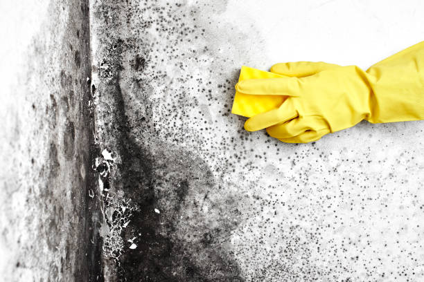 Best Emergency Mold Removal  in Dover, NH