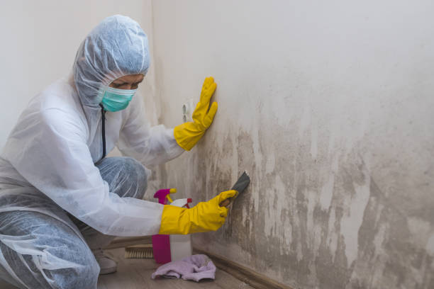 Best Mold Testing  in Dover, NH