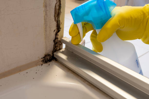 Best Office Mold Removal Services  in Dover, NH