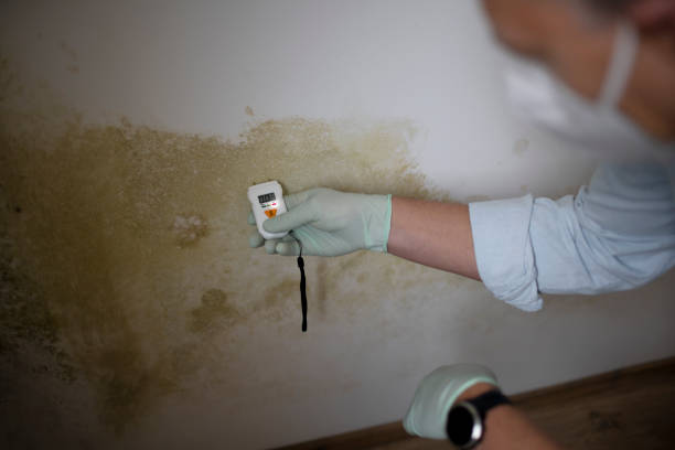 Best Emergency Mold Removal  in Dover, NH