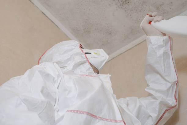 Home Mold Removal in Dover, NH