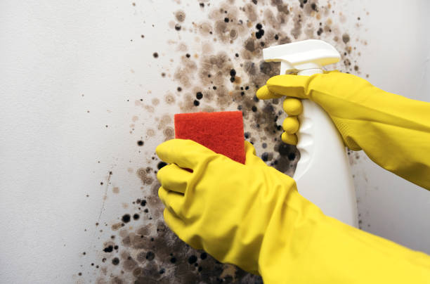 Trusted Dover, NH Mold Removal Experts