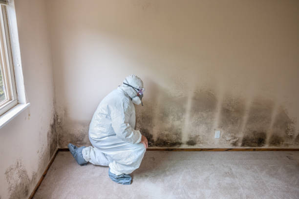 Best Crawl Space Mold Removal  in Dover, NH