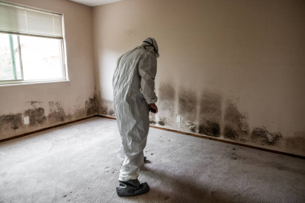 Best Mold Damage Repair  in Dover, NH