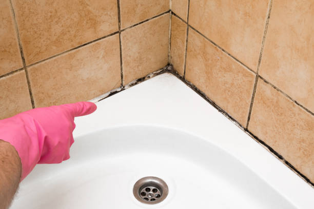 Best Commercial Mold Removal  in Dover, NH